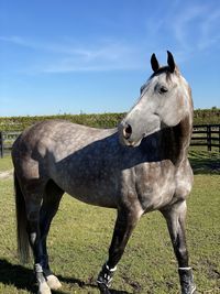 Horse standing on field against sky