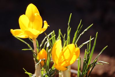 Close-up of yellow flowering plant on field