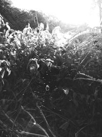 Close-up of spider web on plants