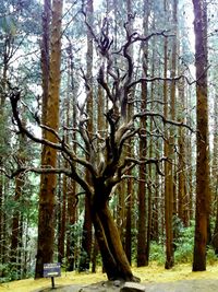 Trees in forest