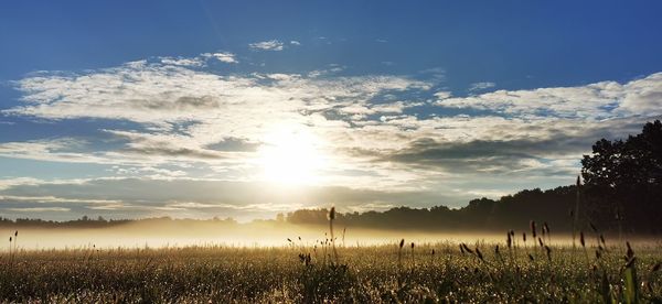 Sunlight streaming through trees on field against sky at sunset