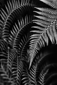 Close-up of fern leaves