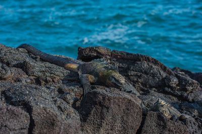 Close-up of lizard on beach