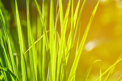 Close-up of crops growing on field