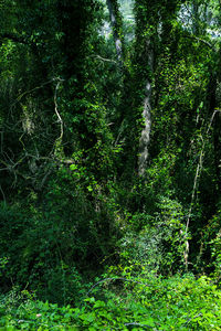 Trees in forest