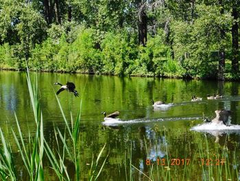 Swans swimming in lake