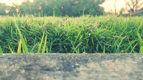 Close-up of grass growing on field