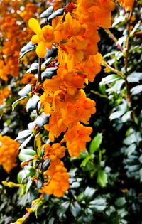 Low angle view of orange flowers blooming on tree