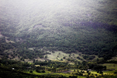 High angle view of trees in forest