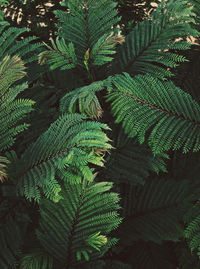 High angle view of fern leaves on tree