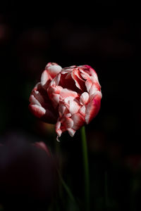 Close-up of snail on plant