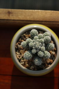 High angle view of succulent plant on table