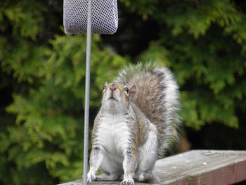 Monkey looking away outdoors