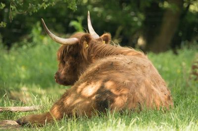 Lion relaxing in a field