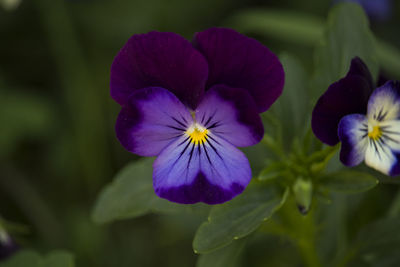 Close-up of purple flowering plant