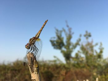 Close-up of lizard against clear blue sky