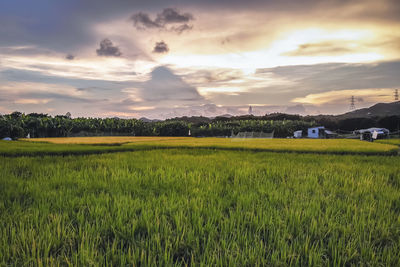 Scenic view of agricultural field against sky