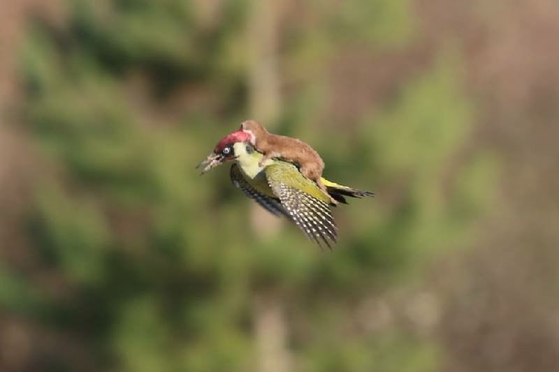 animal themes, animals in the wild, one animal, bird, wildlife, focus on foreground, flying, selective focus, spread wings, nature, close-up, perching, full length, mid-air, side view, outdoors, beauty in nature, day, no people, zoology