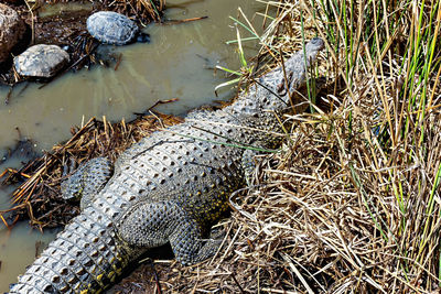 High angle view of crocodile on grass at lakeshore