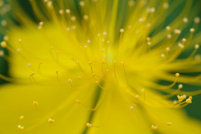 Close-up of yellow flowering plant