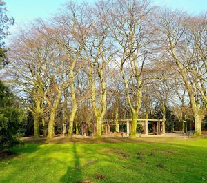 Trees growing on grassy field