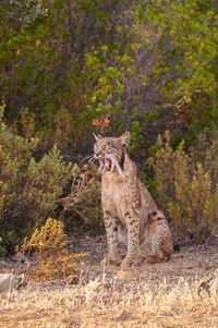 Iberian lynx, lynx pardinus, wild cat endemic to iberian peninsula in castilla la mancha, spain.