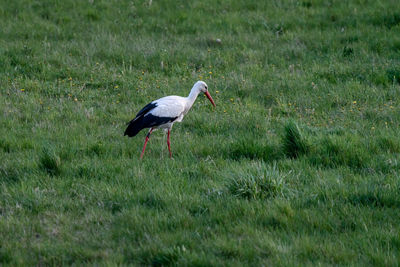 Side view of a bird on grass