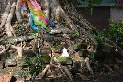 Trees and built structure