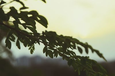 Close-up of tree branch