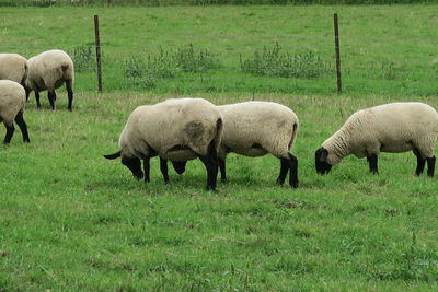 Sheep grazing in field
