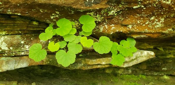 Close-up of plant growing on tree trunk