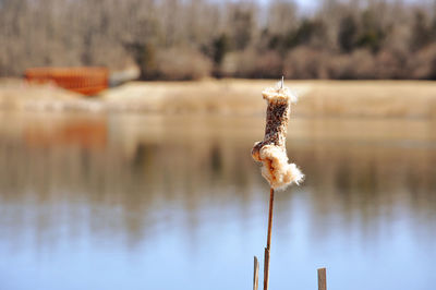 Close-up of frozen plant on lake