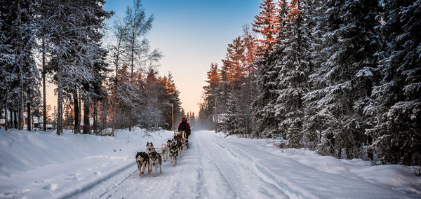 Dog on snow covered trees against sky