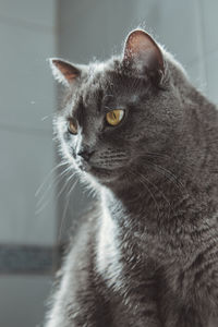 Close-up of cat looking away