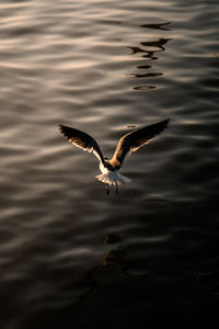 Bird flying over lake