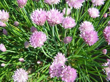 Close-up of pink flowers blooming outdoors