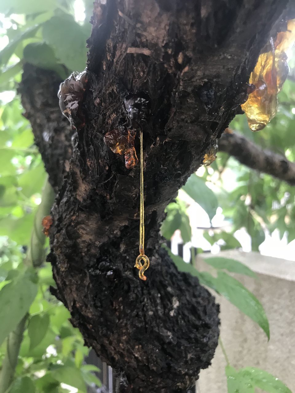 CLOSE-UP OF LIZARD ON TREE