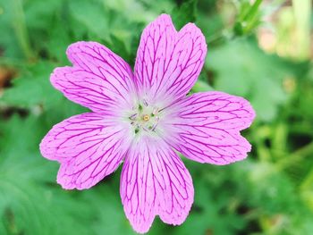 Close-up of pink flowering plant