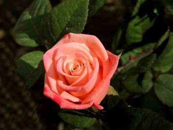 High angle view of rose flower