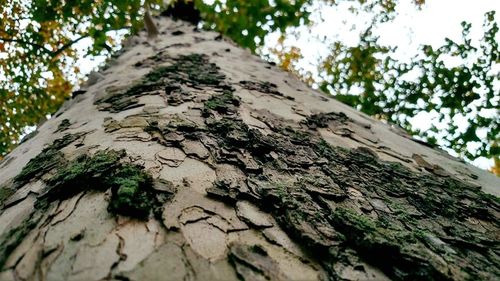 Low angle view of tree trunk