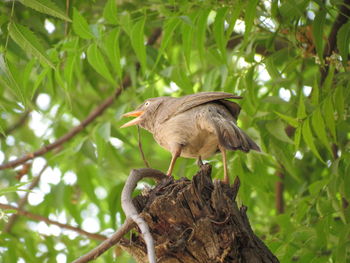 Close-up of owl perching on tree