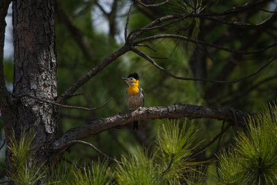 Bird perching on a tree