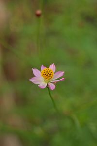 Close-up of pink flower