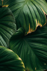 Full frame shot of green leaves