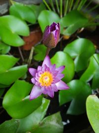 Close-up of pink flowering plant