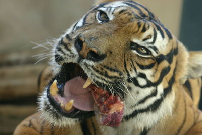 Close-up of a cat