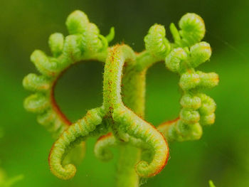 Close-up of spider on green plant