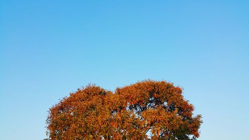 Low angle view of trees against clear blue sky