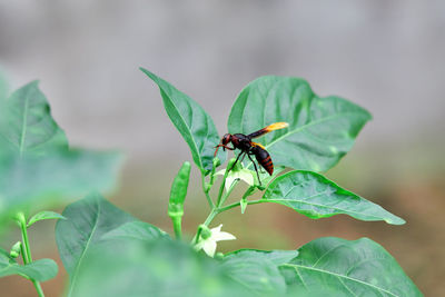 Wasp perching on chili peppers flower