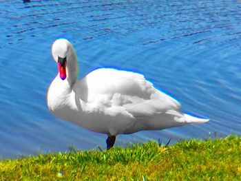 Bird flying over lake